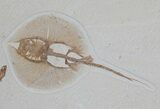 Beautiful Heliobatis Stingray With Fossil Fish #31364-3